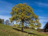 Eiche am Moorbadweg bei Aschau